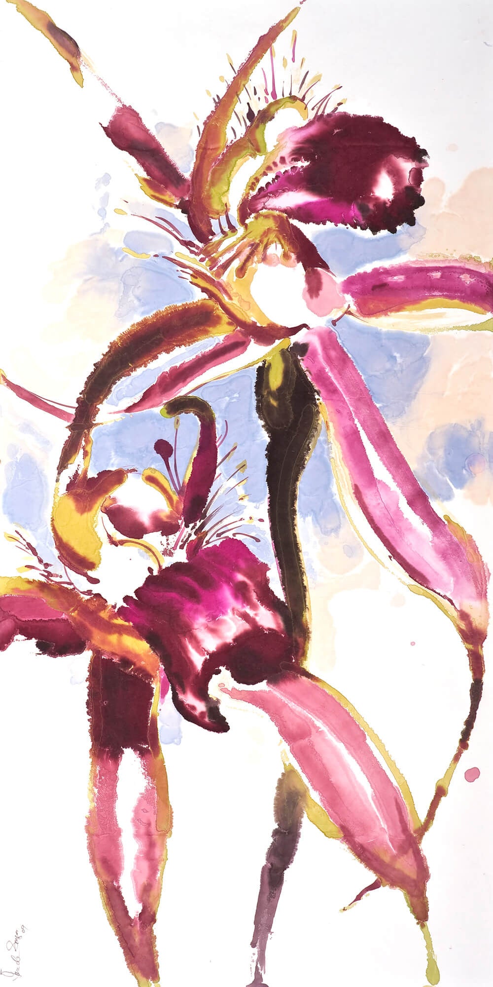 Caladenia brownii: Limited Edition Print